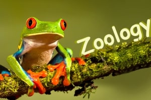 Zoology image